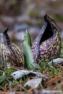 Spathe with emerging leaves